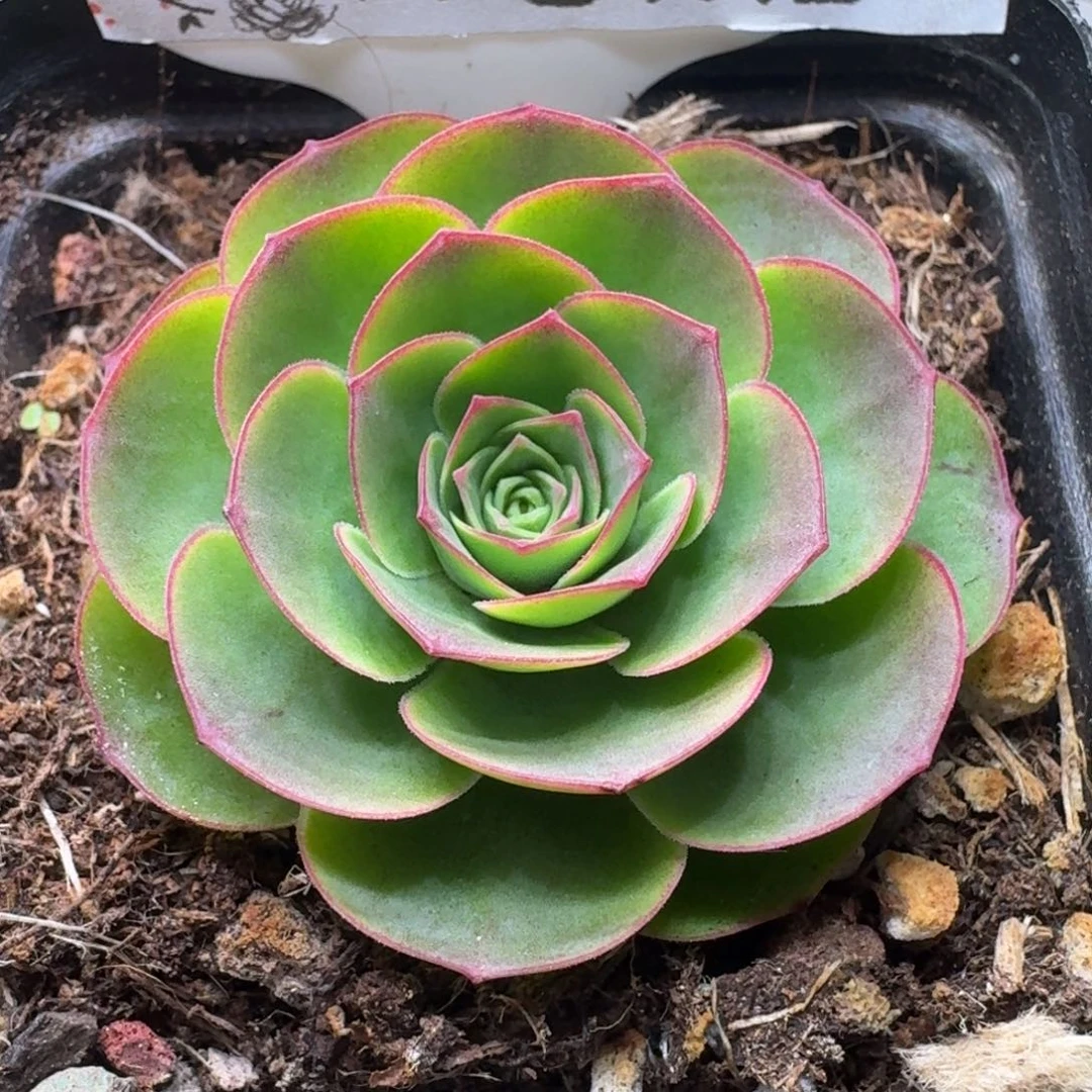 楹楹-326-冠幅 4CM