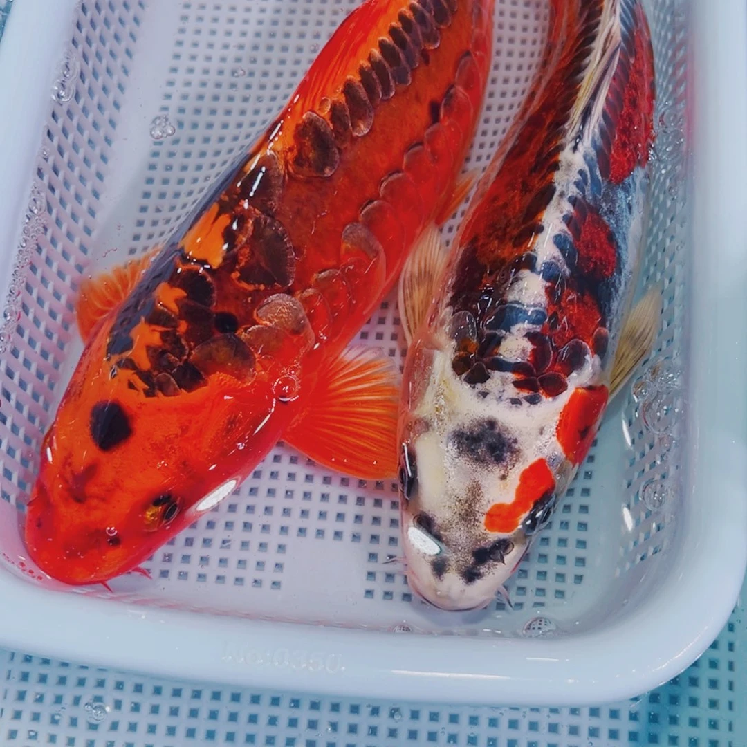 锦鲤锦鲤冷水鱼观赏109