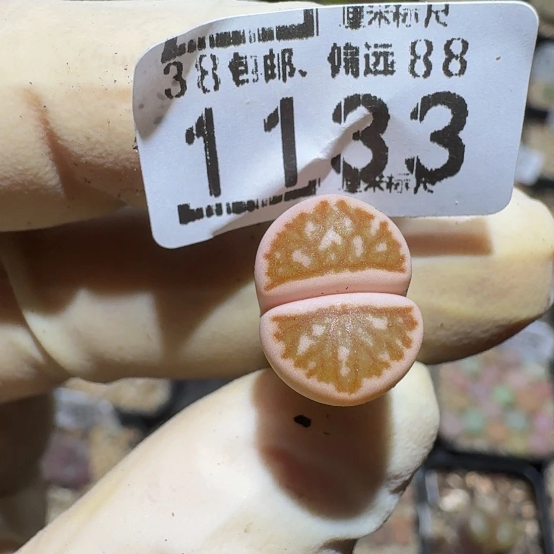 流***玉zzzz生石花肉锥1133