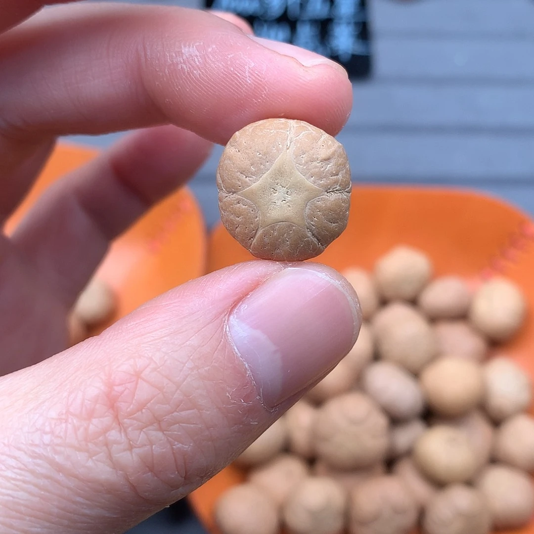 吊坠凤眼菩提18+五星，非质量问题开孔不退