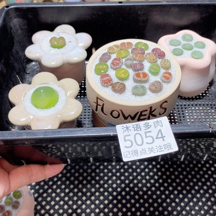 小***～带盆土植物 一物一拍5054