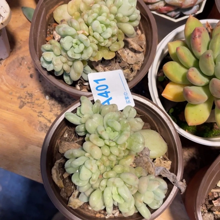 酒***๓401满20包邮脱土发货