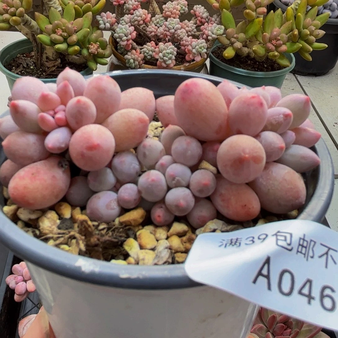 046/5cm手指奶多肉植物