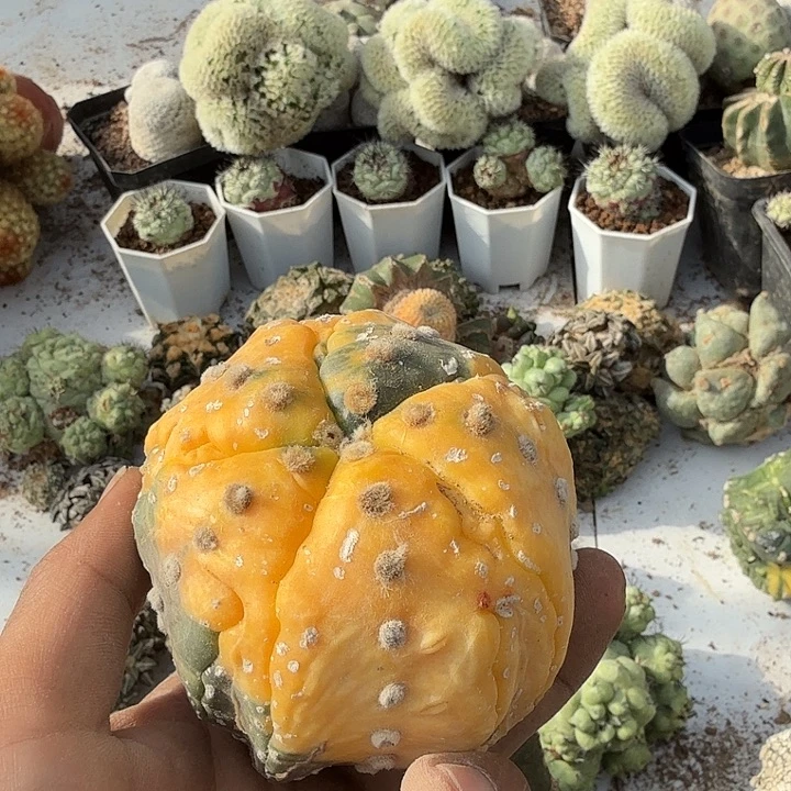 兜锦仙人球嫁接开花