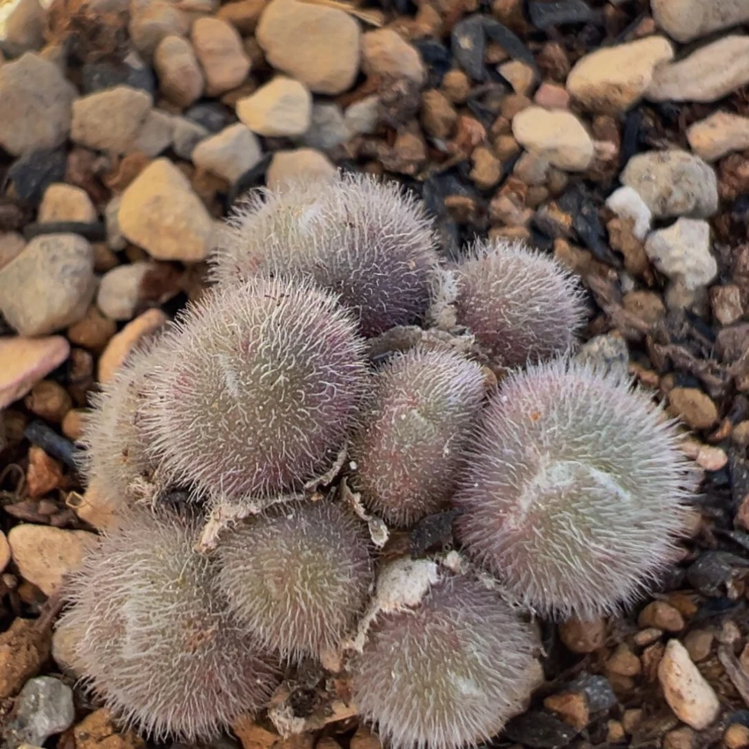 121多肉植物百科毛球