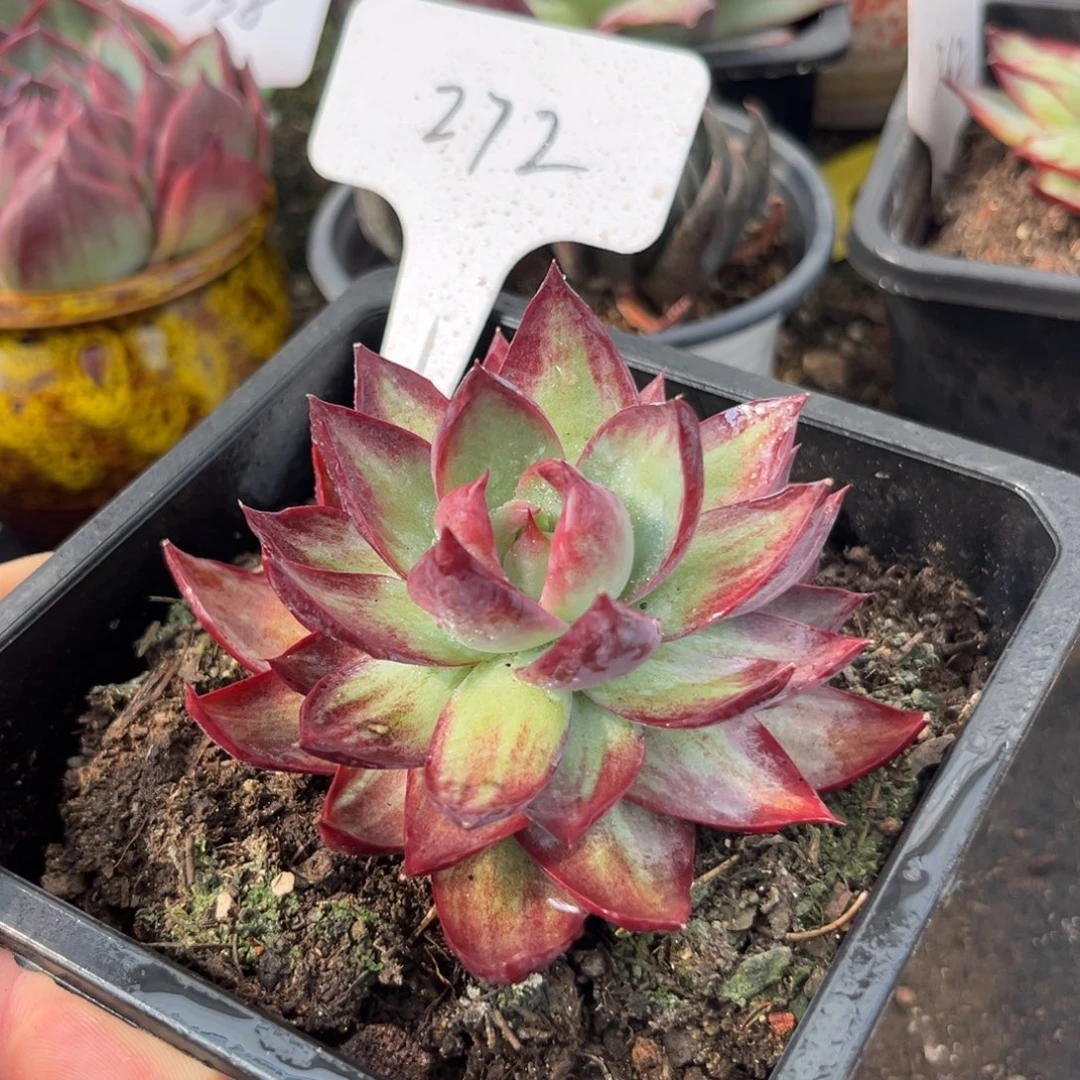 惊鸿一物一拍包装收缩花旱272