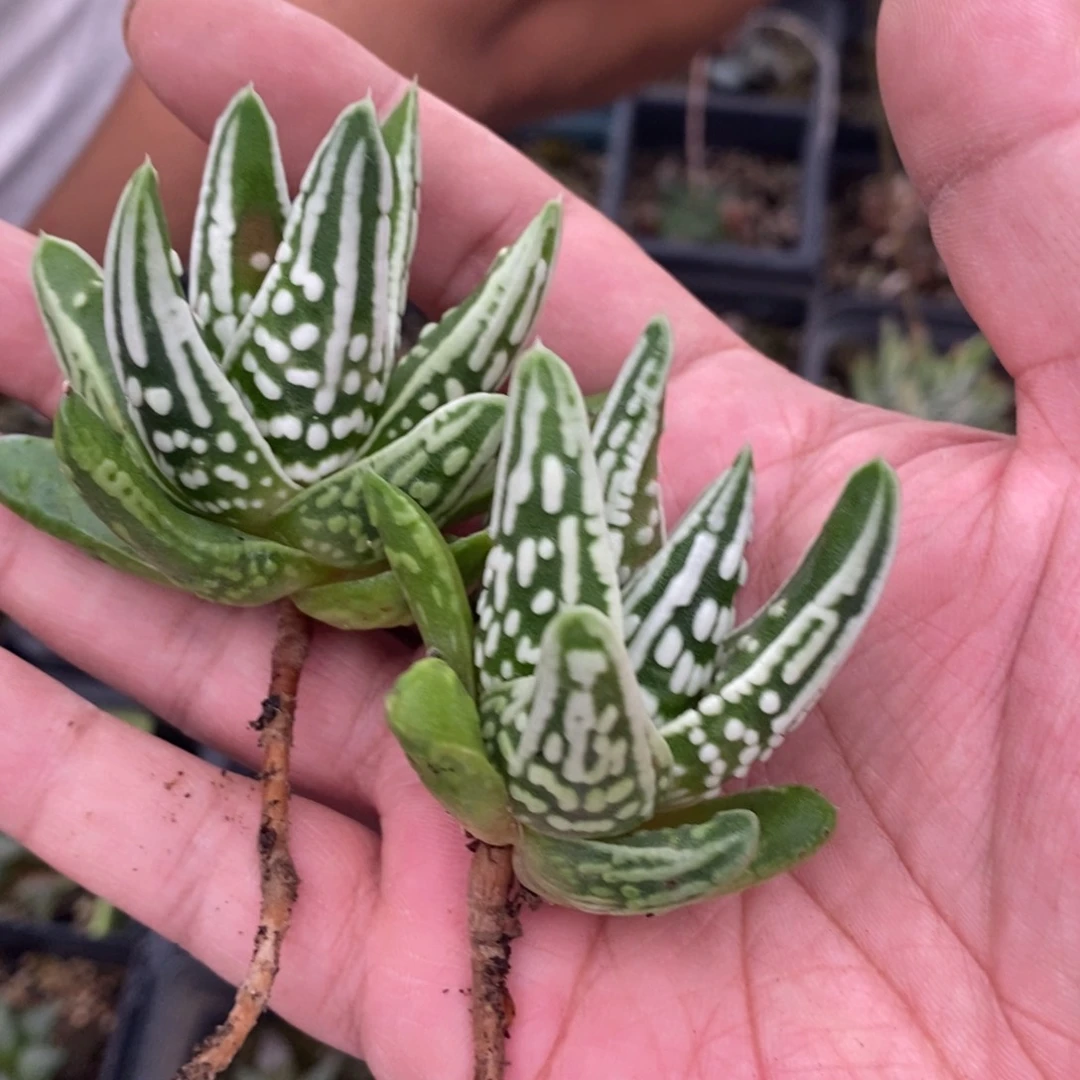 3116 一颗小天使之泪 福利