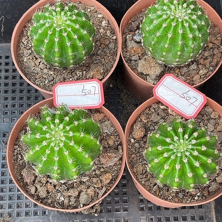 雅森507号自根球5公分左右