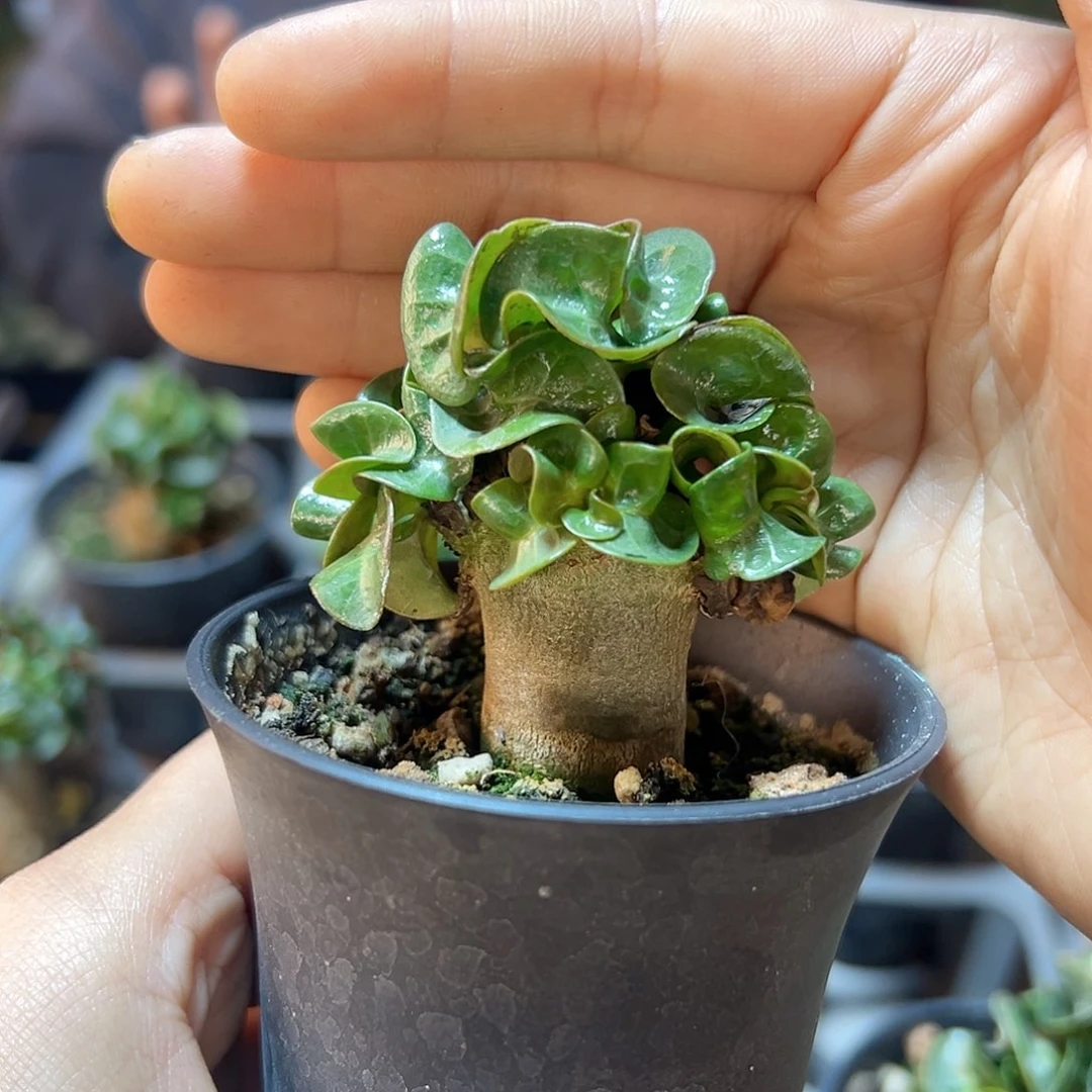 羊角卡汗肚子1.9公分带盆