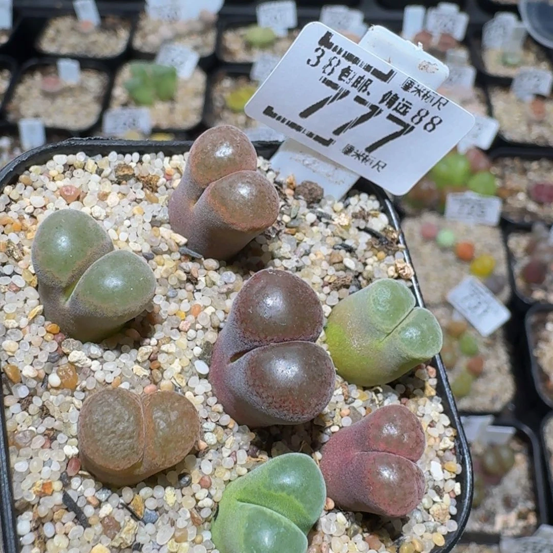 zzzz精品生石花777