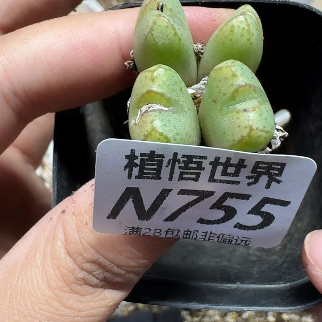 多肉植物的人生fhjnn