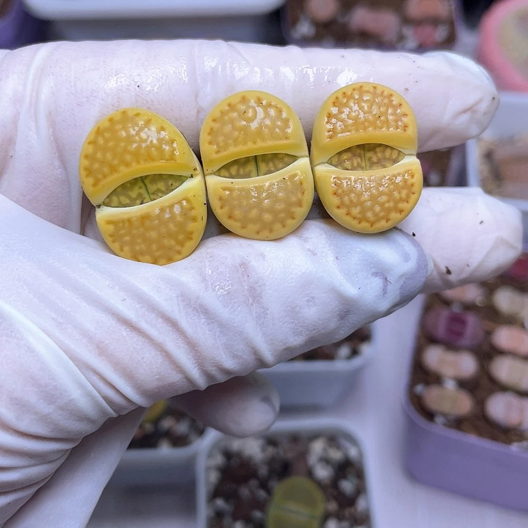 145号 黄巴黎母本 888