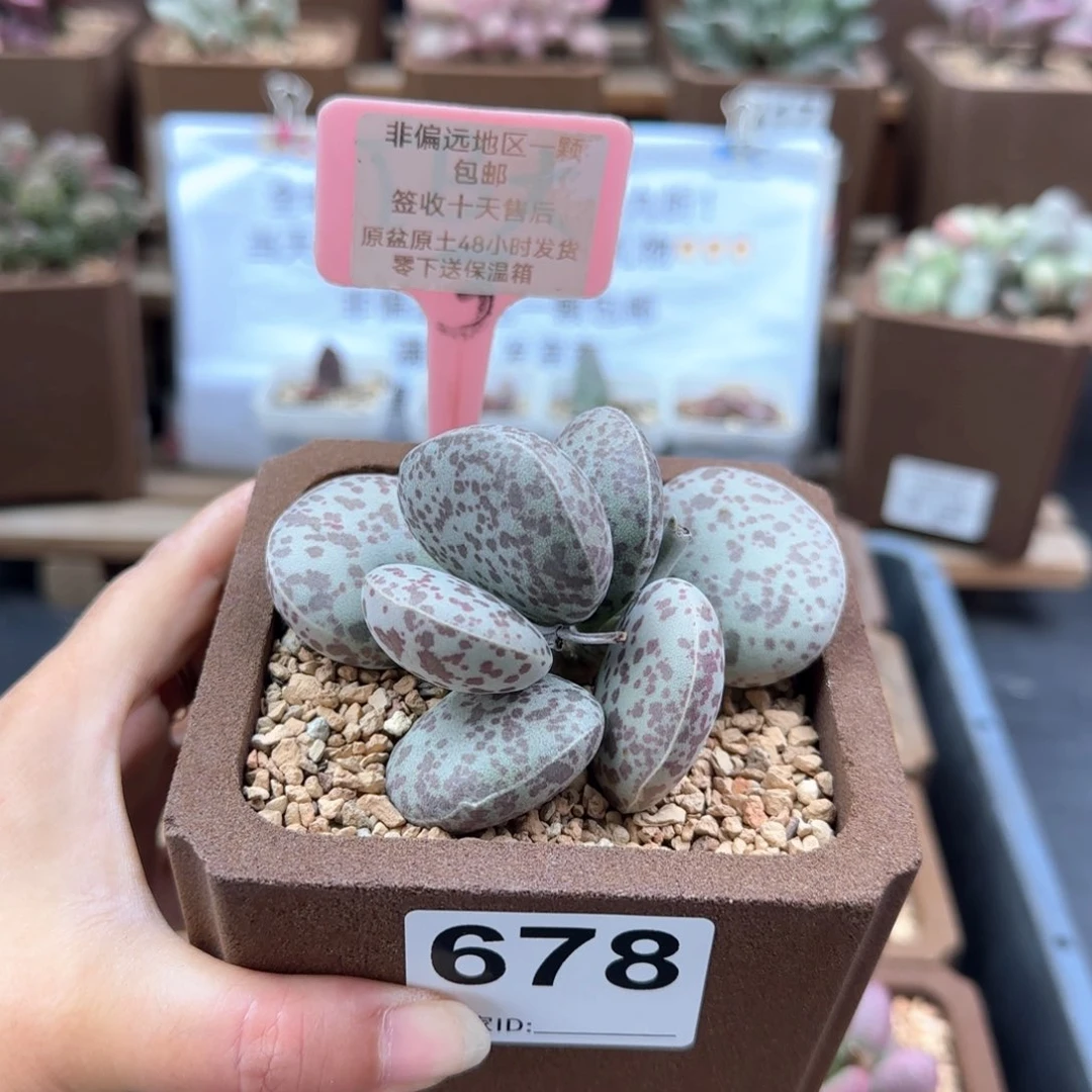 678花旦多肉植物