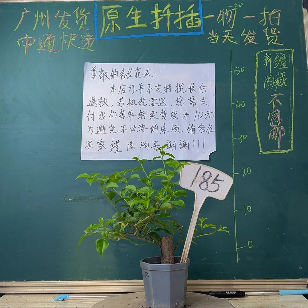 当前无花栽培后可以开花 绿叶雪紫有瑕疵 坨坨 大宝 185