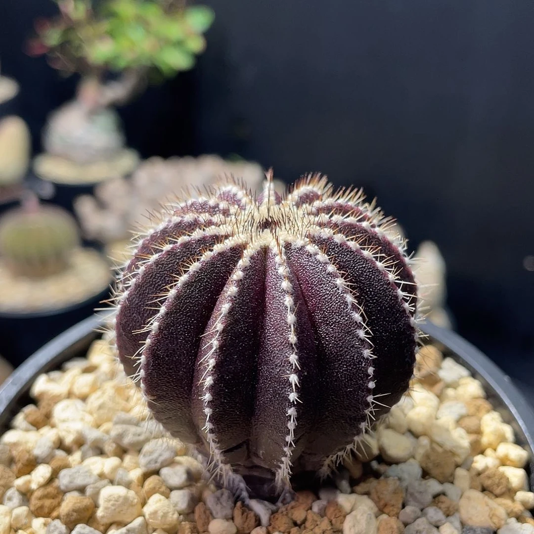 尤伯球带盆包邮发货