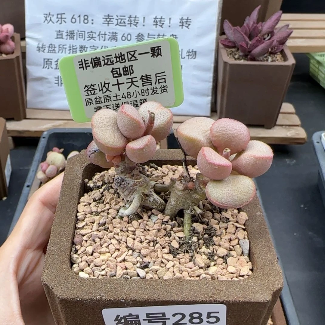 陈*淇285玲珑补差多肉植物