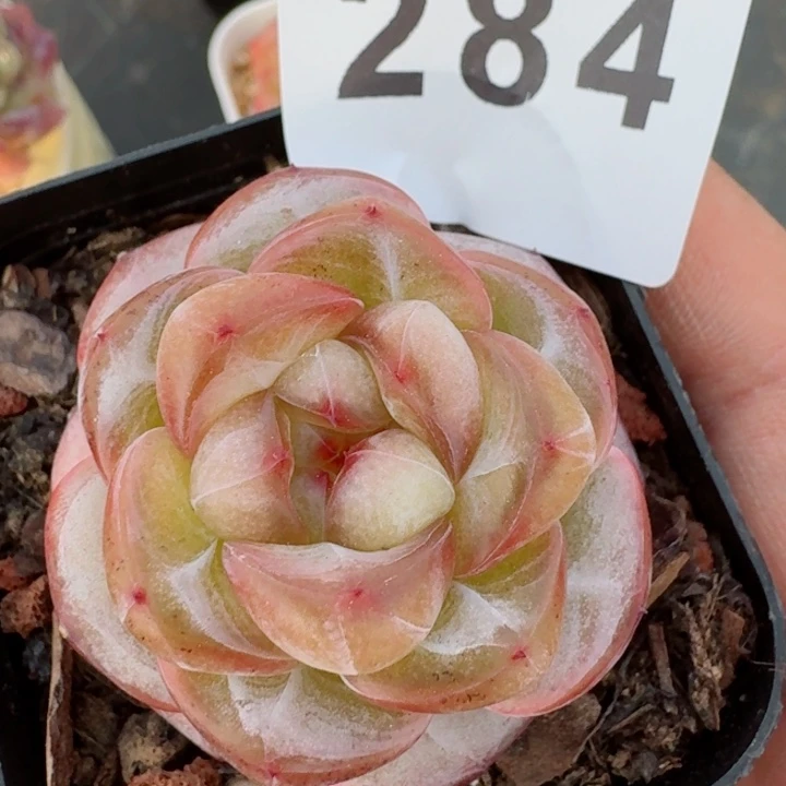 珍妮         精控精养多肉植物