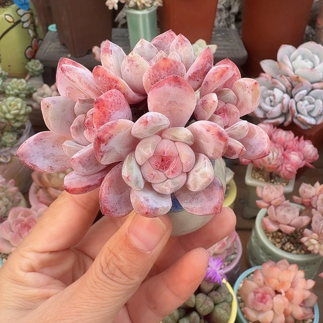 仙女橙 多肉含盆土 一物一拍