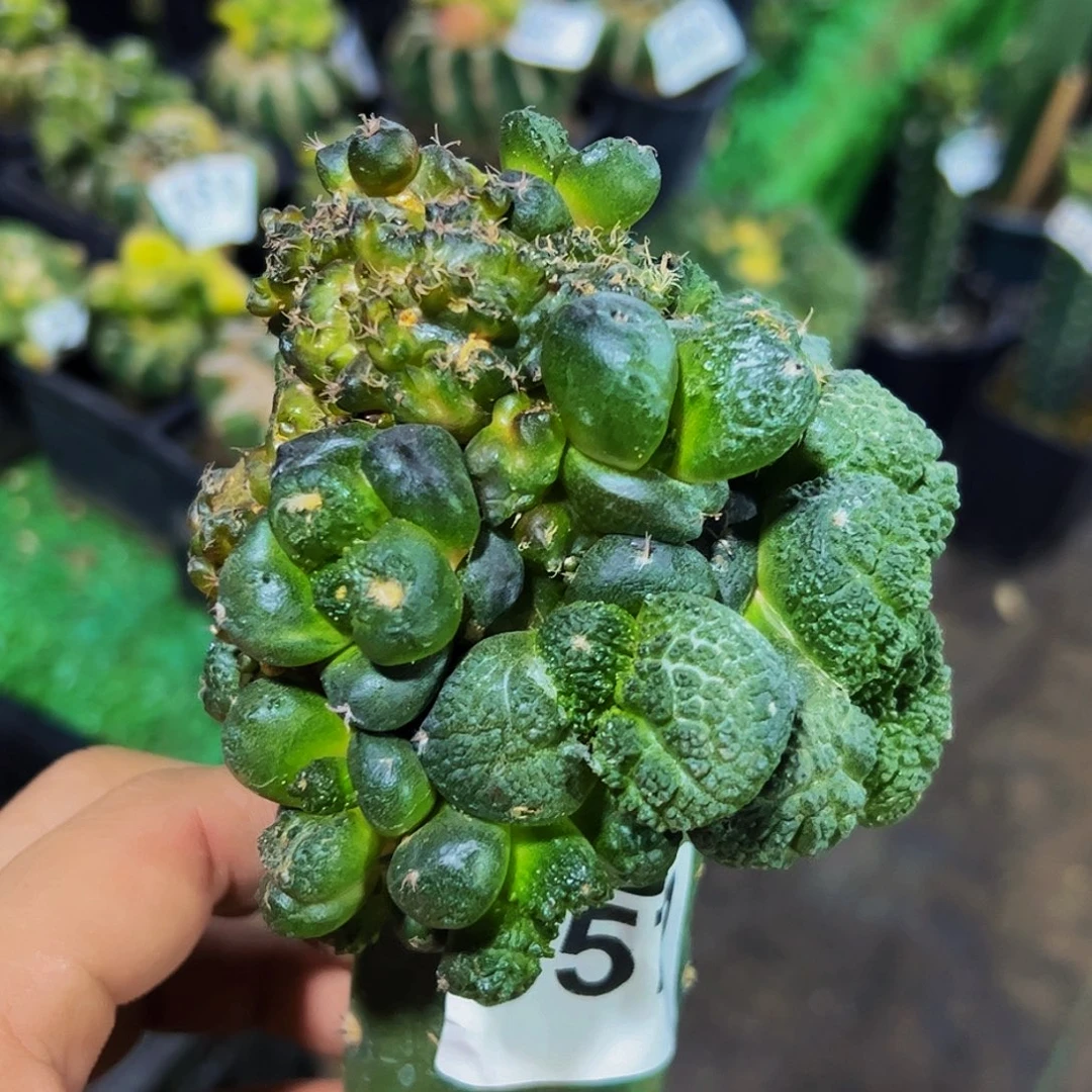 无花朵福利哥斯拉连山牡丹石化357