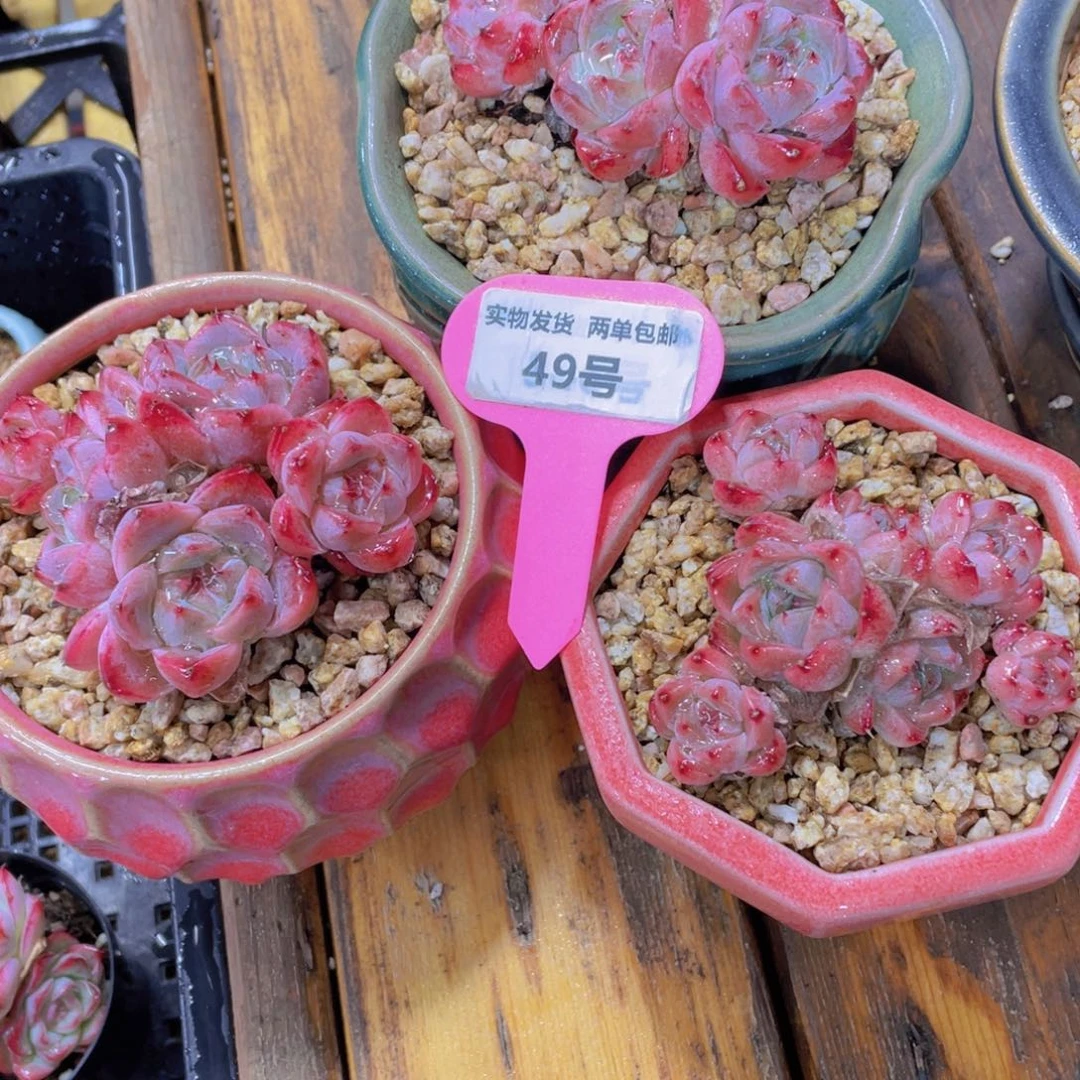 49号 模特优选西施佳人一群