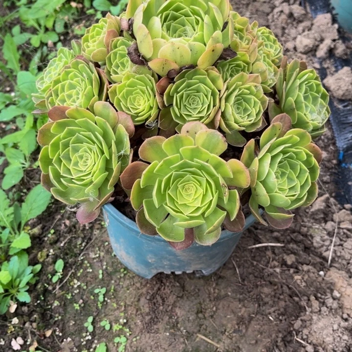 252雨荷多肉植物法师