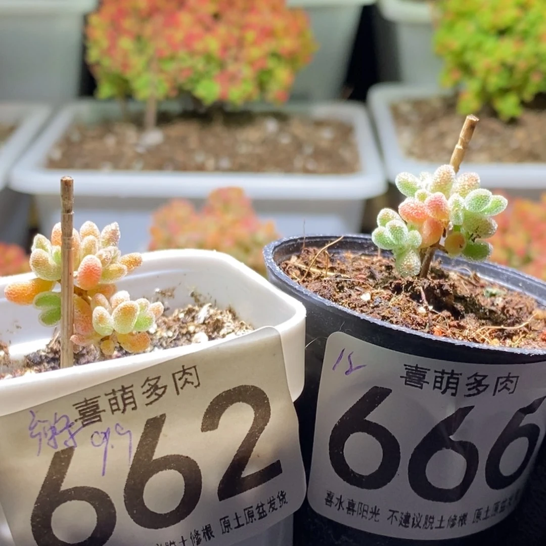 辣***滚冰晶662 666枝干番杏