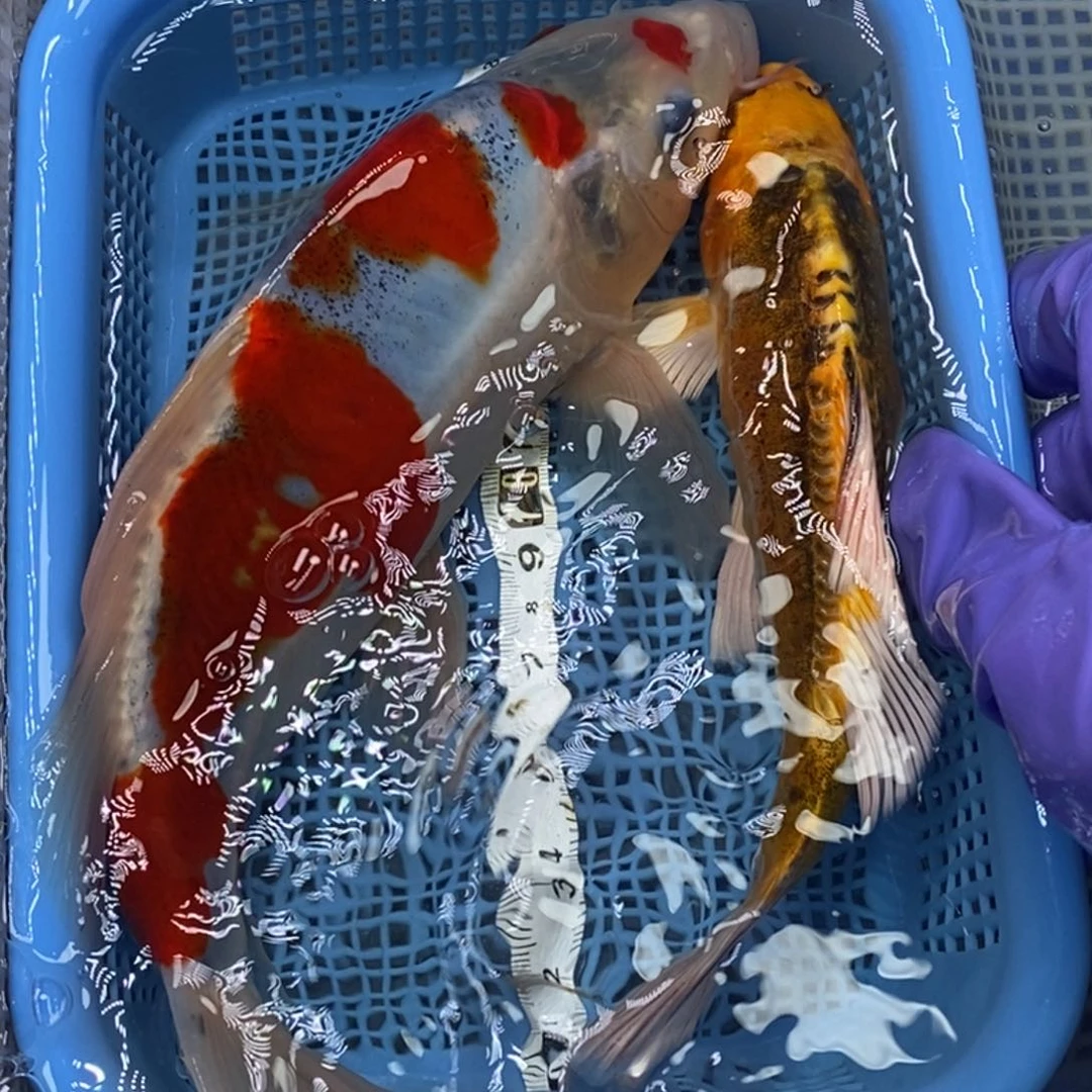 锦鲤冷水锦鲤包邮