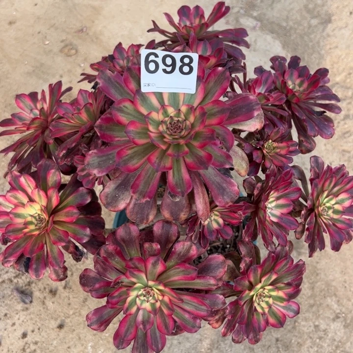 698月婵32厘米左右