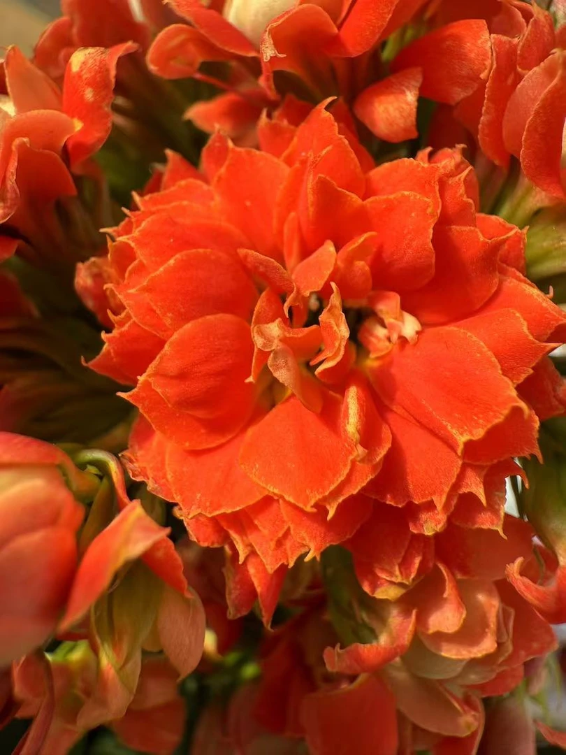 【山茶花神】~稀有品种 大花苞