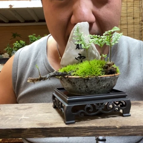 红陶一物一拍所见即所得79