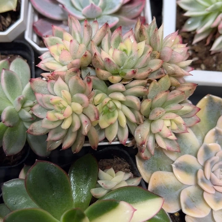 锦多肉植物女雏1163