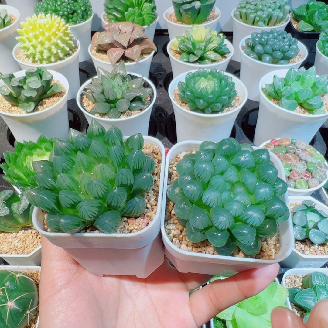 组合、黑姬玉露、大号姬玉露