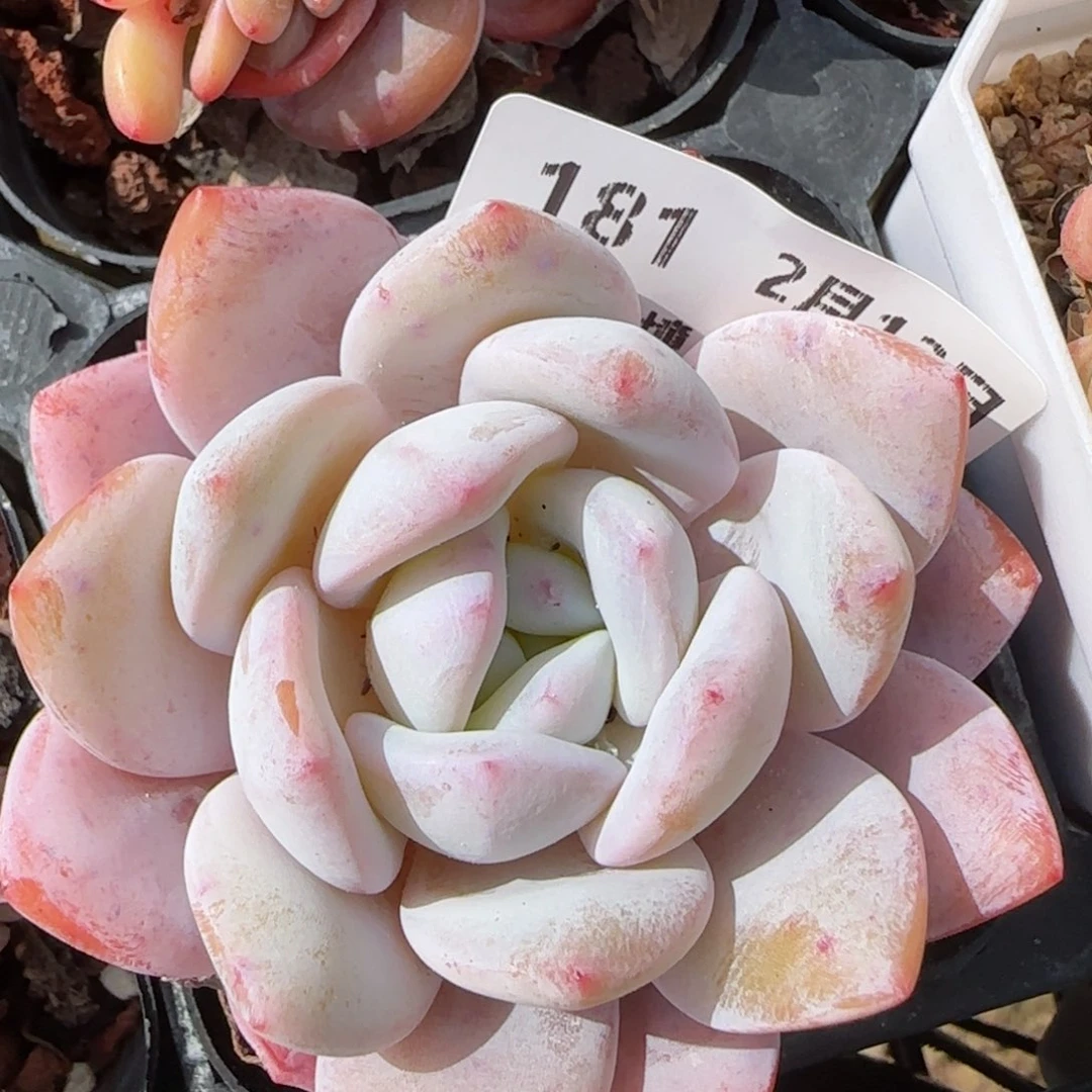 花语逸境0213-181