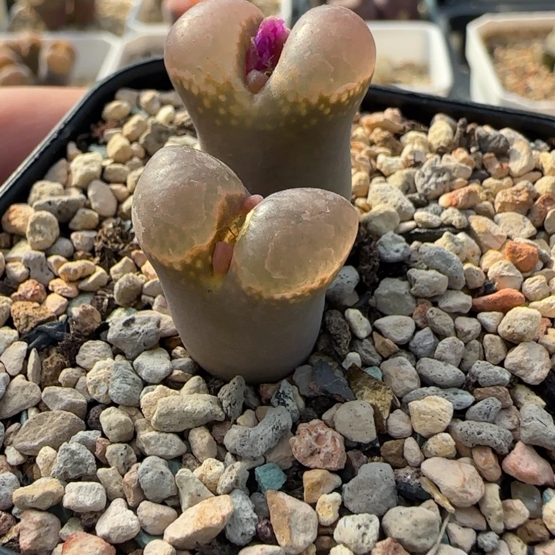 多肉植物紫体黑透窗166号