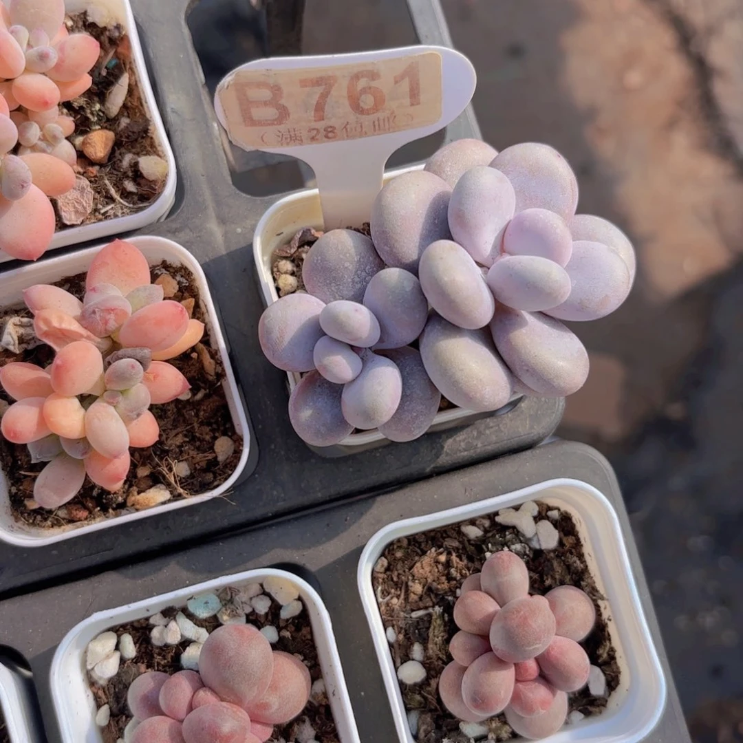 B761文斯通奶酪一物一拍