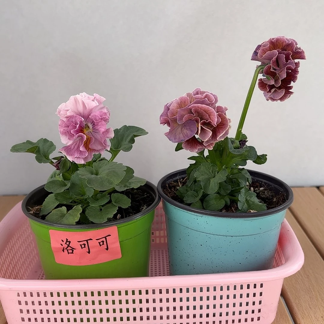 大部分开放少量花苞43