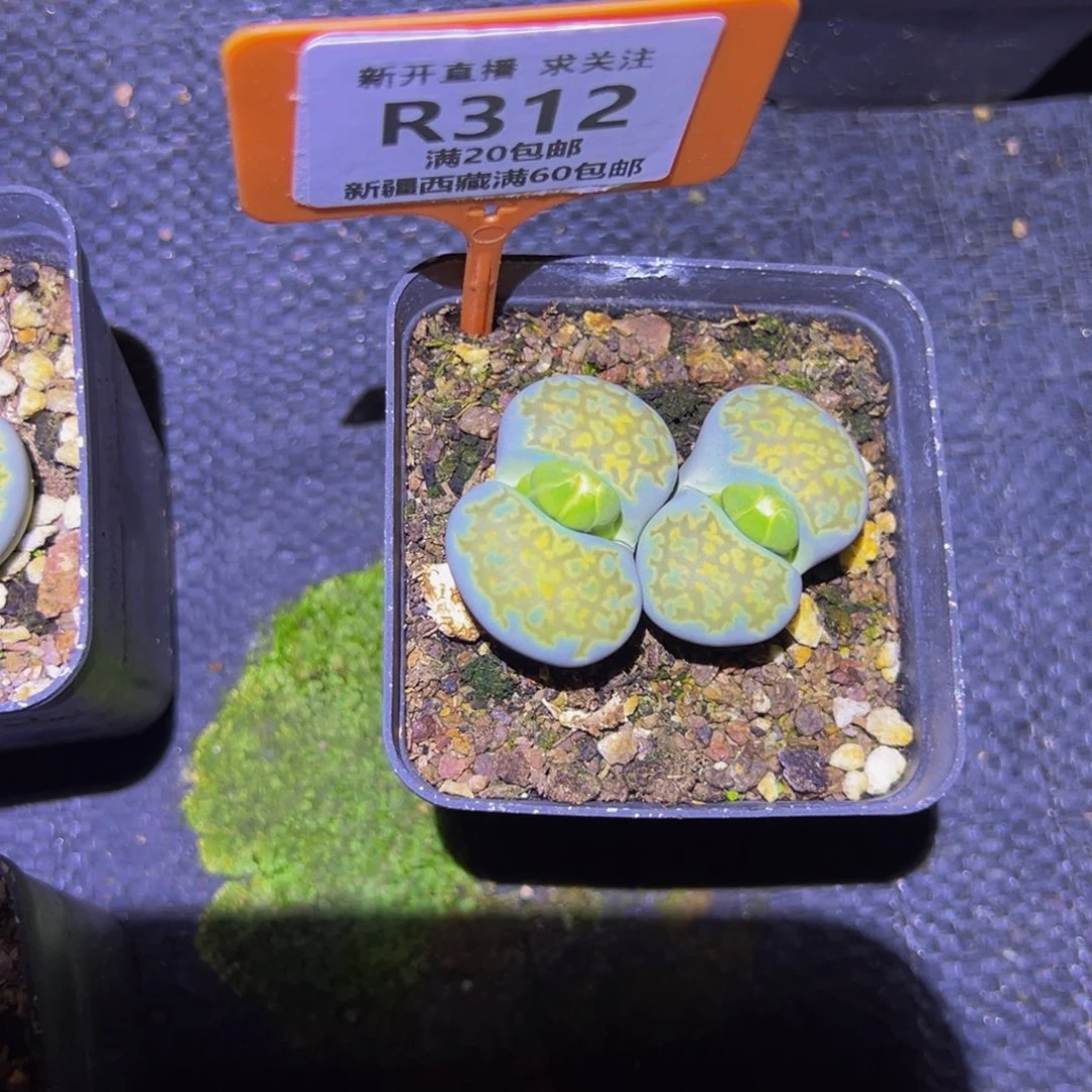 312 一物一拍，默认有伤，介意勿拍，不退不换