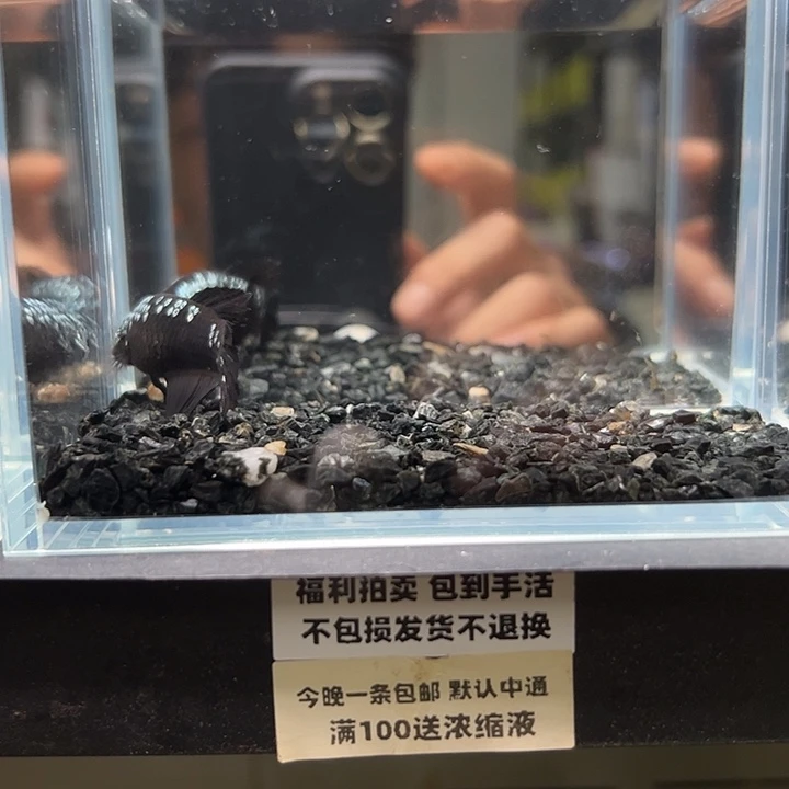 斗鱼竞拍跑单拉黑16日母鱼