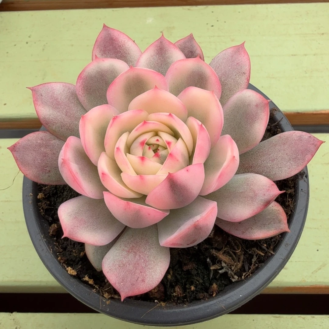 粉水晶锦锦上园艺一物一拍