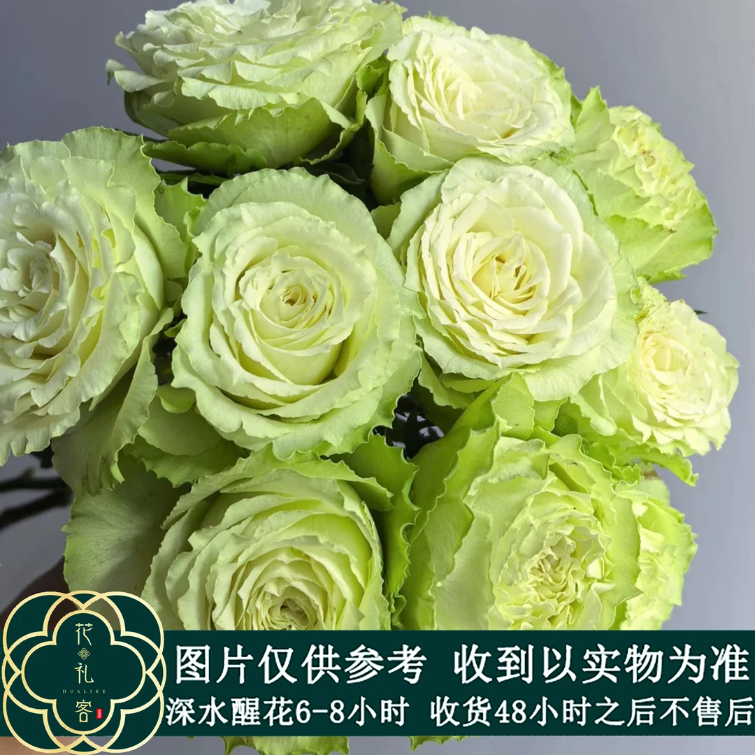 七叶花坊#单头玫瑰 【绿柠檬】鲜花优选 顺丰直发