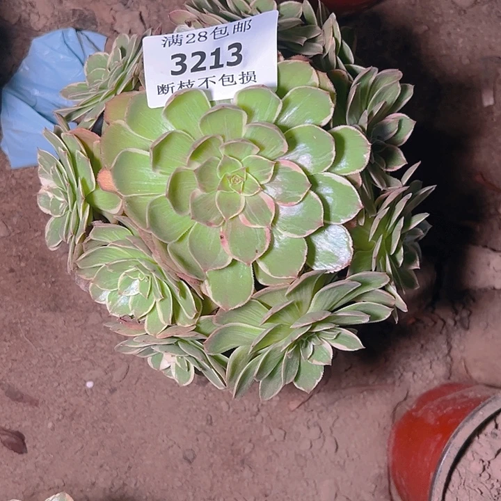 3213莲花座多肉植物