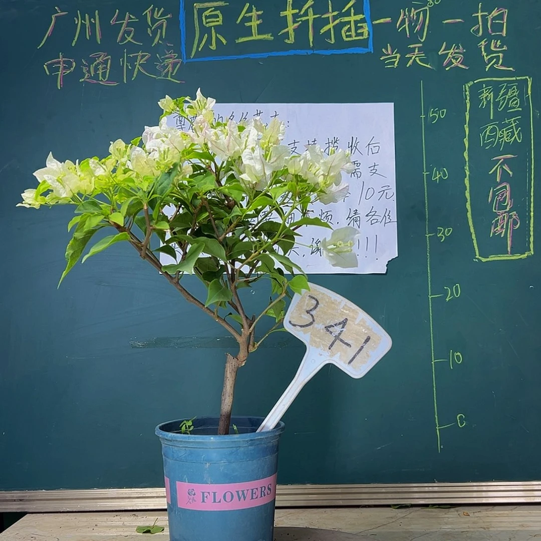 当前无花栽培后可以开花   广红樱  341