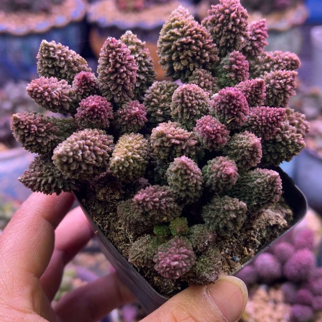 白***衫啦啦啦啦啦啦啦啦啦