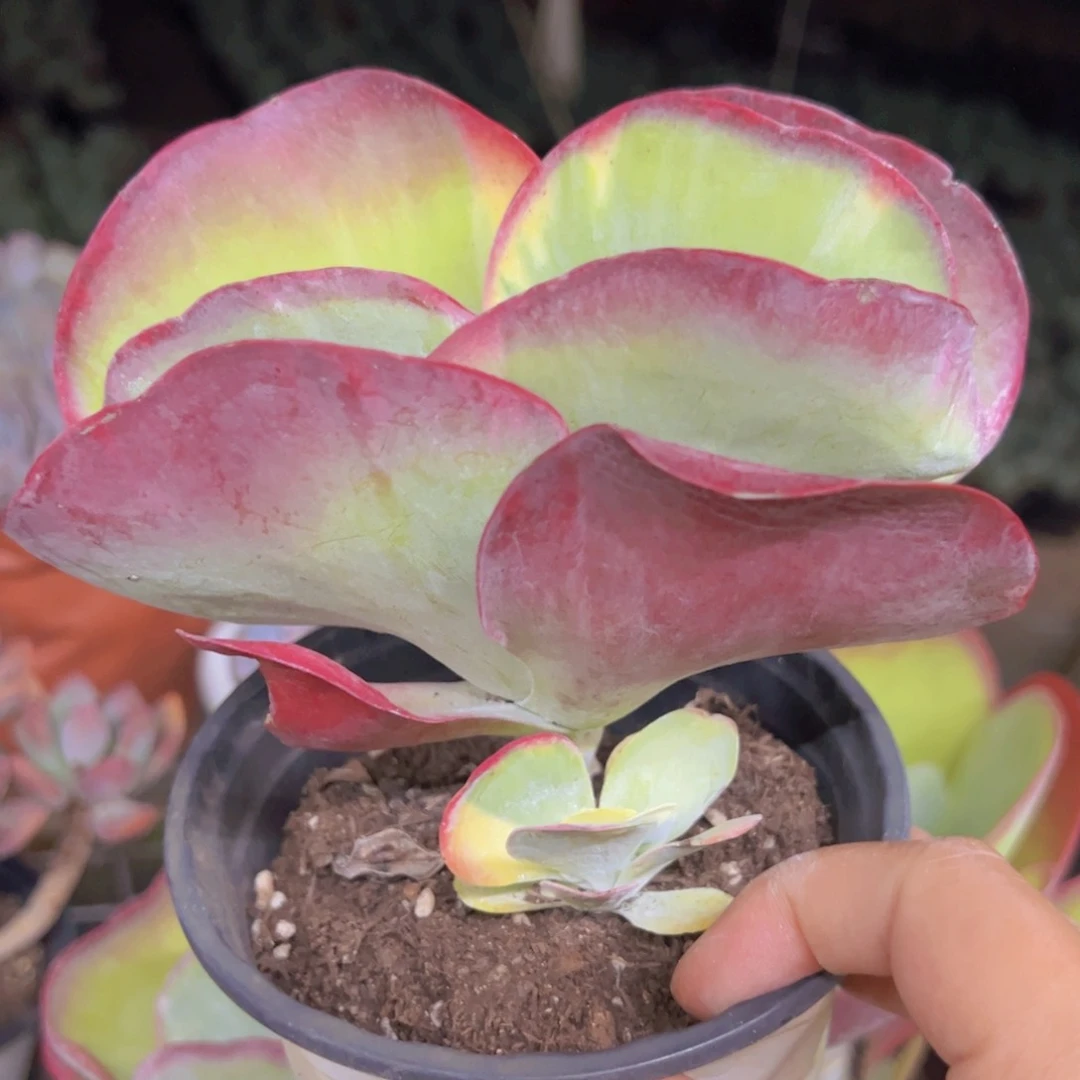 唐印锦大单头，八亩地