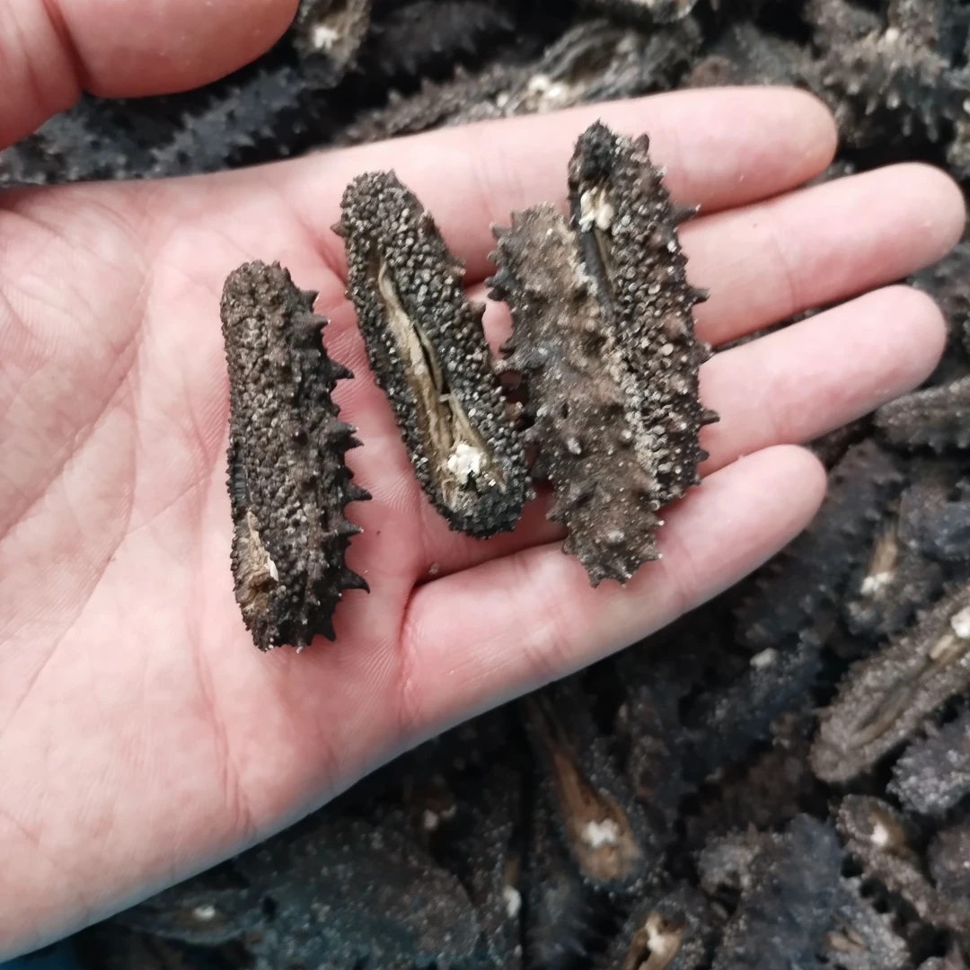 【一斤装】全开口100头左右/斤纯日晒干海参大连辽刺参纯淡500g