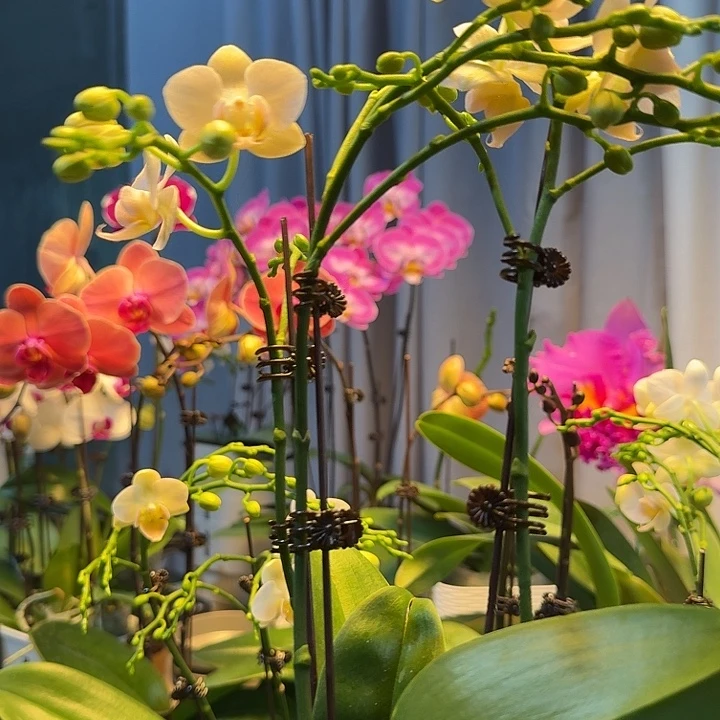 ****财大部分开放少量花苞162