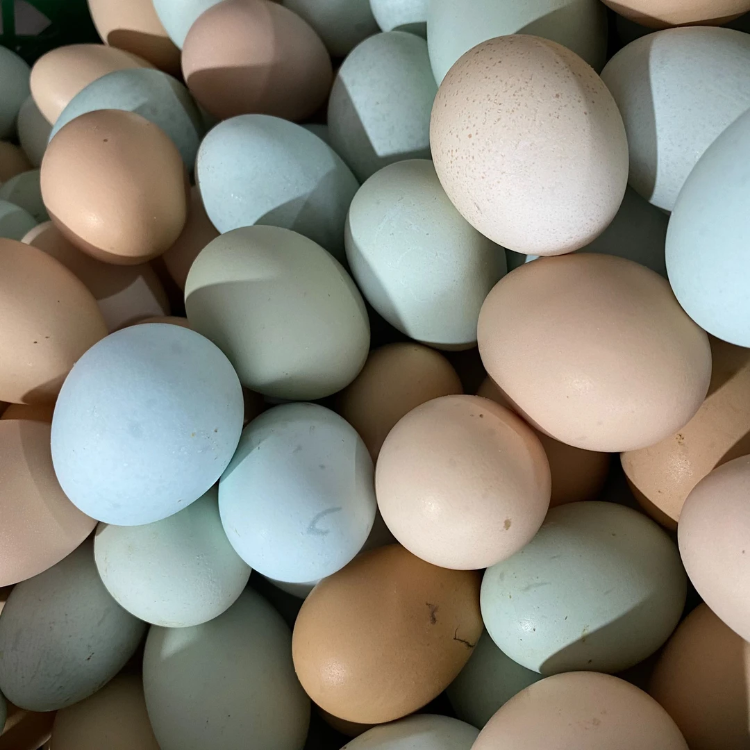 东方风锦林山散养土鸡蛋新鲜营养初生蛋粉绿混装60枚