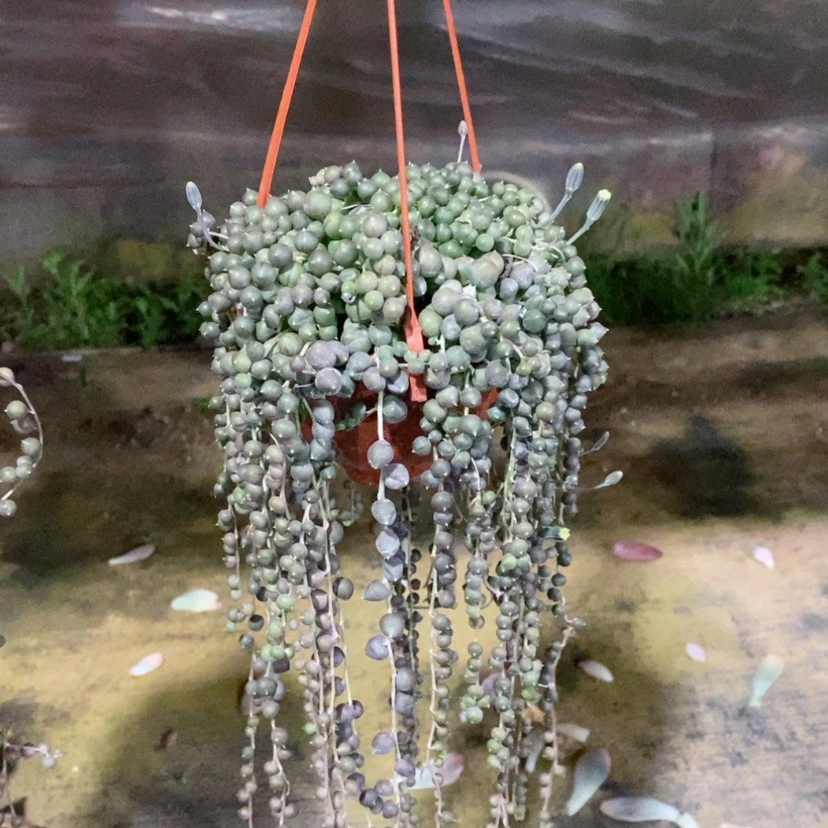 【闪购商品】~**～佛珠05167