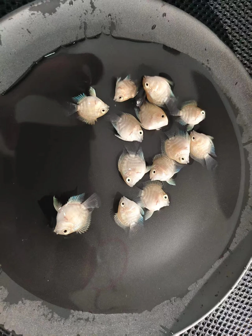 台系高背白金小体迷你鹦鹉鱼