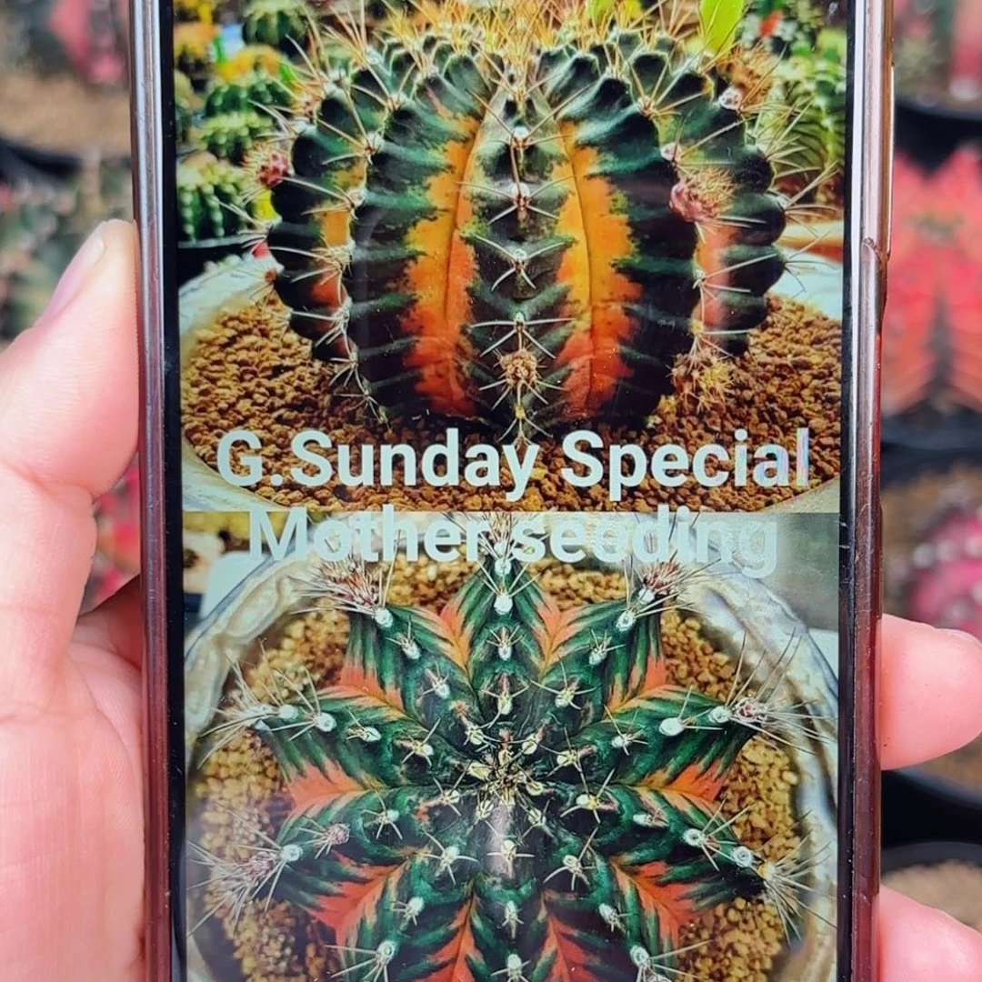 泰系米哈仙人球母本